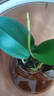 年宵花春节蝴蝶兰盆栽绿植花卉年货装饰过年四季开花大苗好养易活 紫美人---【包开花】送营养液2包 带2支花剑 实拍图