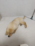 雪貂留香 狗狗沐浴露柔顺蓬松宠物润丝乳护毛素 3.78L 实拍图