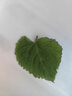 小熊（Bear）煮蛋器 蒸蛋器 智能定时 自动断电 小型不锈钢 防干烧 蒸煮鸡蛋一体机神器ZDQ-B06R2 实拍图
