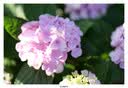 MEKE【L口】美科851.8se二代 L镜头85mm f1.8 SE二代自动对焦全画幅大光圈人像适用L口微单相机定焦 AF 85mm f1.8 SE 二代  （松下L口） 官方标配+（送高透UV+清 实拍图
