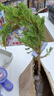 花无痕 迎客松造型盆栽 办公桌阳台松柏树苗地柏盆栽 庭院常青四季绿植 2年苗20厘米左右长不含盆【试养】 实拍图
