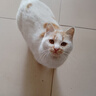 好主人（CARE）金装好主人猫粮2.0 成猫幼猫蓝猫英短通用【试吃装】金装幼猫400g 实拍图