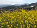 OSPREYDaylitePlus小鹰日光20户外徒步双肩背包登山旅行书包 绿色 O/S 实拍图