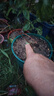 蓝莓树苗南方北方庭院阳台地栽盆栽种植大果苗耐寒耐热果树苗大全 蓝莓苗：3年苗30-40CM【春季带花或带果】一盆 实拍图