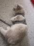 欢宠网猫咪牵引绳猫绳宠物防挣脱可调松紧背心式专用溜遛猫绳子外出用品 实拍图
