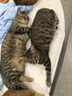 领先成猫尝鲜礼包主食级烘焙猫粮猫条餐盒汤包（新老款随机发货） 实拍图