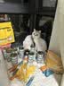 网易严选猫湿粮零食浓汤大口肉罐头鸡肉+三文鱼 85g*24罐 实拍图