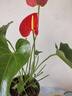 美乐棵 通用营养土养花花肥种植土花土肥料种菜土盆栽绿植专用土壤8L 实拍图