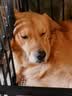 比乐鲜系列低敏无谷小型犬中大型犬狗主粮原味鲜冻干成幼狗粮通用犬粮 中大型成犬 20斤 实拍图