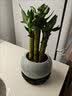 花行榜风水富贵竹植物客厅招财盆栽中式盆景转运竹子室内绿植源头直发 实拍图