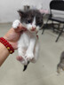 网易严选猫湿粮零食浓汤大口肉罐头鸡肉+三文鱼 85g*24罐 实拍图