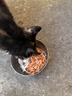 味当家冻干猫零食南极磷虾猫咪零食冻干250g磷虾干鱼油高钙拌猫粮狗零食 晒单实拍图