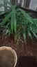 懒人水培绿植九里香绿萝文竹室内易养净化空气花卉盆栽植物花卉 袖珍椰子5颗【不含盆】土培水培皆可10-15cm 实拍图
