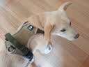 COCS狗胸背带中大型犬背心式牵引绳防冲爆拉布拉多金毛柴犬边牧遛狗绳 卡其狗胸背带1个-1.5米狗绳1根 M码-( 建议15-28斤 胸围46-63cm ） 实拍图