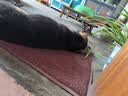 麦富迪狗粮 藻趣儿狗粮成犬粮牛肉螺旋藻 均衡营养7.5kg/15斤 实拍图