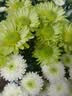 悦多彩小雏菊  鲜花速递云南基地直发乒乓菊花材办公室家庭水养鲜切花 AB级科隆香水小雏菊 8-10支 实拍图