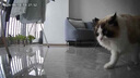 KONOKO宠物湿巾猫咪擦眼泪痕除臭味狗狗用品全身免洗清洁专用湿纸巾 实拍图