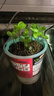 九月生凤仙花DIY儿童种植小盆栽桌面种植花卉植物指甲花植物观察 实拍图