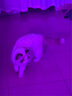 极萌【黄星同款】快至当日达折叠屏大排灯光子嫩肤焕白美白美容仪礼盒抑黑送女士【排灯主机+周边】 实拍图