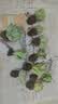 多肉植物带盆绿植花卉盆栽贵货老桩群生玉树玉露仙人掌肉 10颗多肉植物+木栅栏盆+土 实拍图