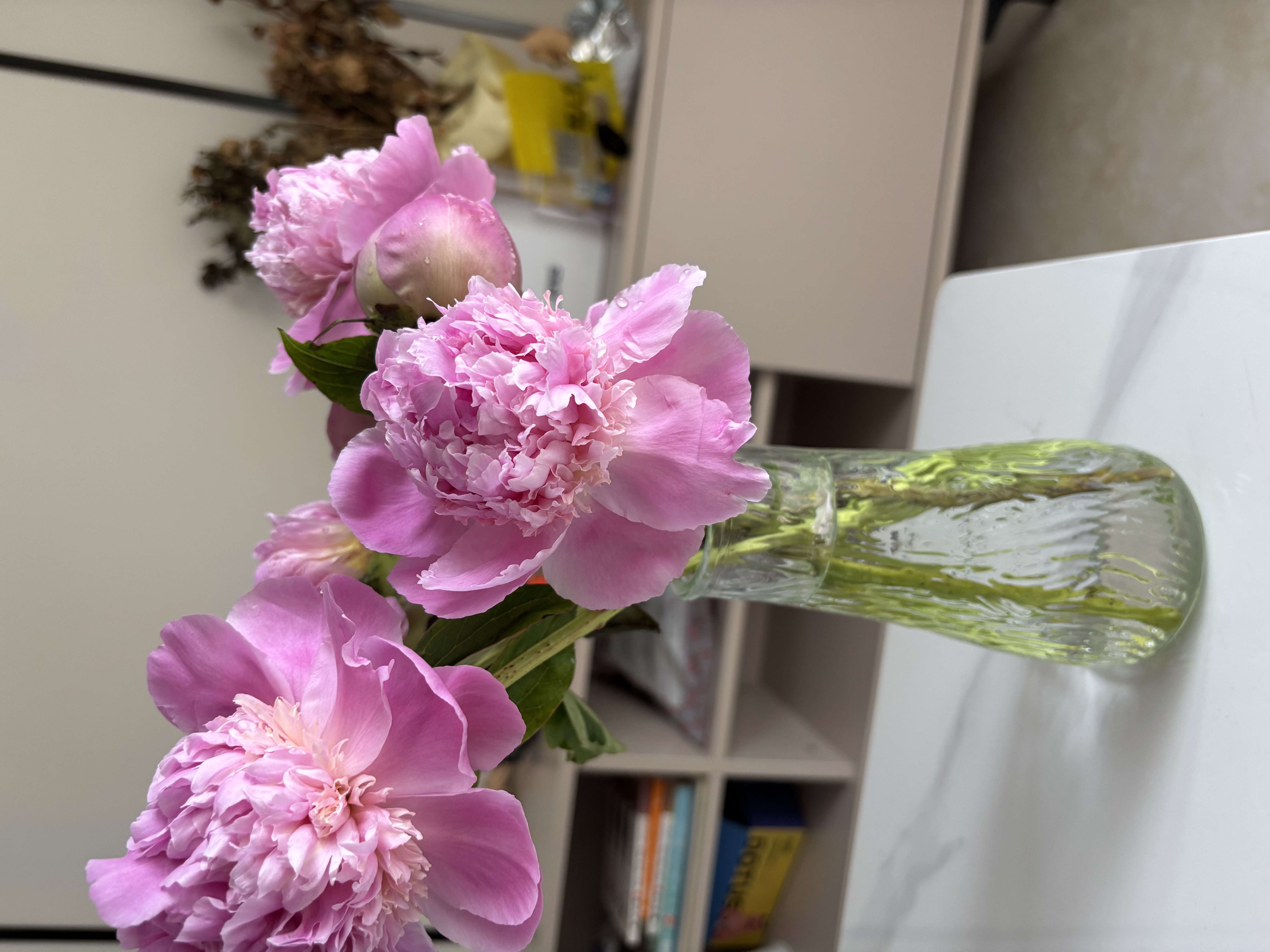 山东菏泽芍药鲜花花束重瓣大花苞基地直发鲜切花【全色系】 芍药-蓝富士【花苞/支2.5-3.0公分】 【5支】长度/支45公分以上 实拍图
