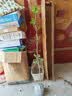 尔澜原土嫁接沾化冬枣树苗露天庭院阳台盆栽地栽果树苗木源头直发 实拍图