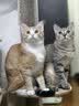 领先成猫尝鲜礼包主食级烘焙猫粮猫条餐盒汤包（新老款随机发货） 实拍图