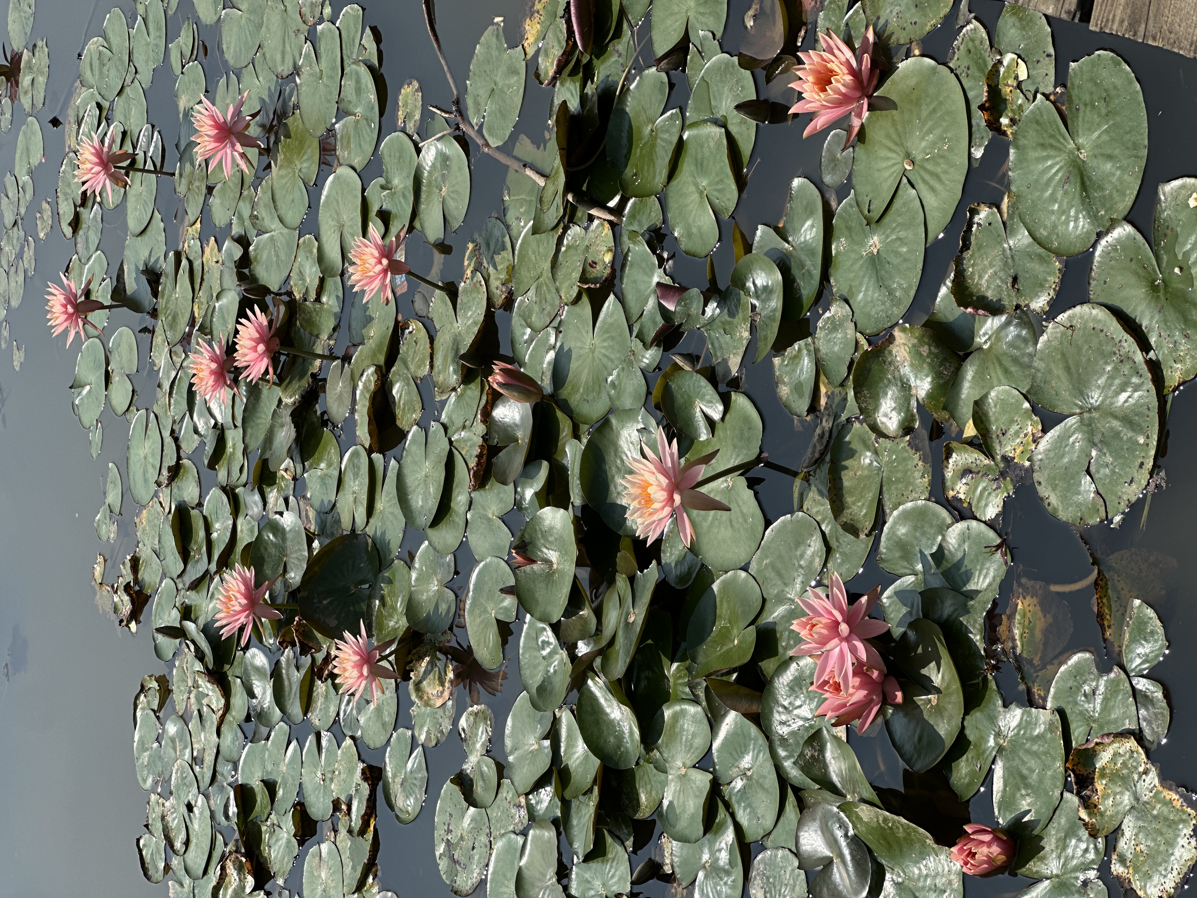 巴拉巴拉童装儿童外套婴儿衣服2026新款夏装宝宝空调服清爽开衫纯棉上衣甜 实拍图