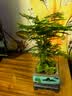 花翁文竹盆栽绿植物室内客厅中式禅意盆景办公室摆件高端花卉源头直发 实拍图