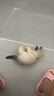 欢宠网猫玩具猫咪逗猫棒猫薄荷球不倒翁自嗨神器自己玩解闷猫猫小猫幼猫 实拍图