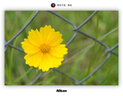 尼康/Nikon 50 1.8g 定焦镜头二手镜头 AF-S 尼克尔 85mm f/1.8G 95新 尼康50mm f/1.8D 9成新 实拍图