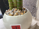雅兰（AIRLAND）天然决明子成人颈椎枕单枕头健康舒睡枕芯双面可用干爽透气 甜梦决明子枕 2个装 实拍图