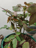 花盆绿植盆栽加厚塑料简约多肉小盆阳台客厅月季玫瑰大号家用花盆 高款3加仑(口径24cm)2个盆 配套托盘 实拍图