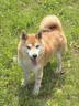 诚实一口N01冻干双拼犬粮狗粮 成犬幼犬生骨肉强健脾胃山药牛味通用型8kg 实拍图