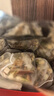 南京同仁堂同仁堂茉莉陈皮茯苓茶茉莉花茶排浊茶排浊体香茶养生花茶养颜茶包 实拍图