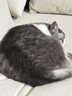 KONOKO宠物除臭剂猫咪猫砂抑菌除螨去尿味狗狗除臭喷雾臭味生物酶分解剂 实拍图