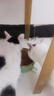 伟嘉猫粮 宠物成猫粮海洋鱼味300g单包尝鲜装 实拍图