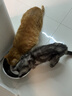 皇家泌尿道处方猫粮LP34稀释尿液溶解鸟粪石猫处方粮配方粮1.5KG*2 实拍图
