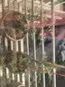 大禹菜苗秧蔬菜苗子大全活苗带土种子苗秋季西红柿盆栽圣女果秧苗阳台 二荆条线椒苗6棵特辣 实拍图