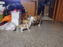 皇家（ROYAL CANIN）猫粮慕斯猫罐头湿粮奶糕幼猫粮全价粮 猫咪主食级罐头 【尝鲜礼盒】幼猫奶糕罐头88g*6罐 实拍图