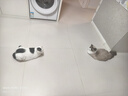 网易严选全价猫粮4.0 成幼猫粮无谷全阶段营养猫粮 乳鸽乌鸡味1.5kg*4袋 实拍图
