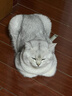 麦富迪猫粮 超肉粒冻干双拼猫粮美毛护肠胃三文鱼16kg/32斤 实拍图
