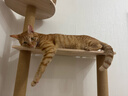 皇家室内成猫粮 I27 通用粮 12月以上 2KG 实拍图