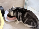 京东京造 海洋鱼鸡肉配方全价全期猫粮2kg*2套装 实拍图