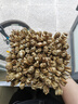 煜树灯芯草100个 特级（整条捆扎）灯芯草雪梨清心汤小儿原料海底椰汤 实拍图