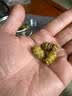健典正宗霍山铁皮石斛 安徽五年特级精选铁皮石斛枫斗颗粒 霍山铁皮石斛100克 实拍图