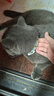 HELLOJOY猫咪驱虫项圈狗狗猫宠物狗猫圈除跳蚤猫猫幼猫小猫小狗体外去跳蚤 实拍图