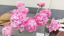 山东菏泽芍药鲜花花束重瓣大花苞基地直发鲜切花【全色系】 芍药-蓝富士【花苞/支2.5-3.0公分】 【10支】长度/支45公分以上 实拍图