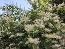 小熊（Bear）聚能蒸电蒸锅 炖蒸煮一体自动断电全钢0涂层3层蒸锅 24L不锈钢大容量多功能锅 DZG-BB3W1 实拍图