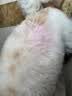 JKULNING宠物猫咪狗狗染发梳宠物美容外出社交美发染色梳泰迪比熊萨摩耶 实拍图